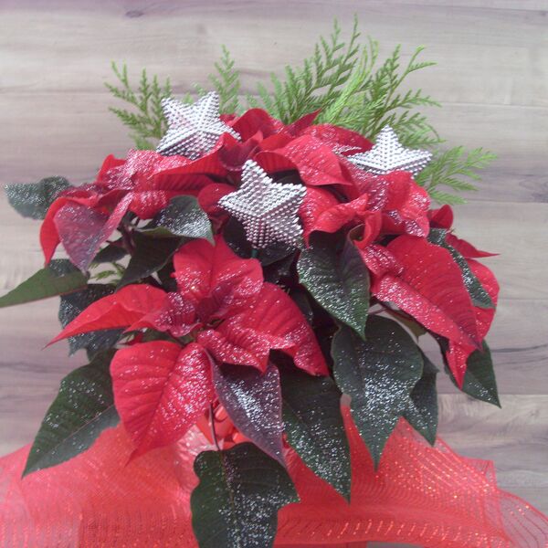 Evergreen Enhanced 6" Poinsettia with Silver Star: 6 inch Pot Cover