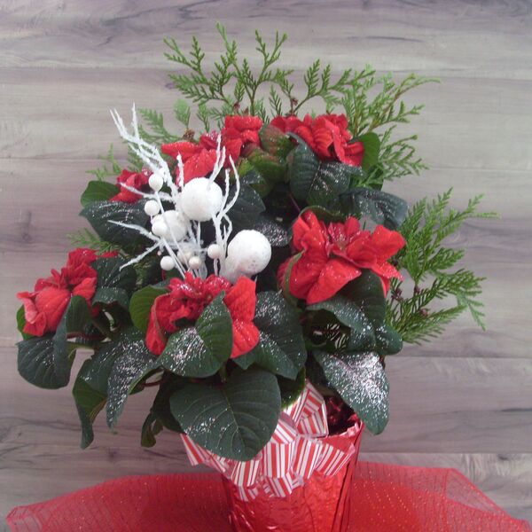 Evergreen Enhanced 6" Poinsettia with Snowy Branch: 6 inch Pot Cover
