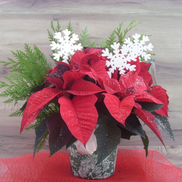 Evergreen Enhanced 6" Poinsettia with White Snowflakes: 6 inch Pot Cover
