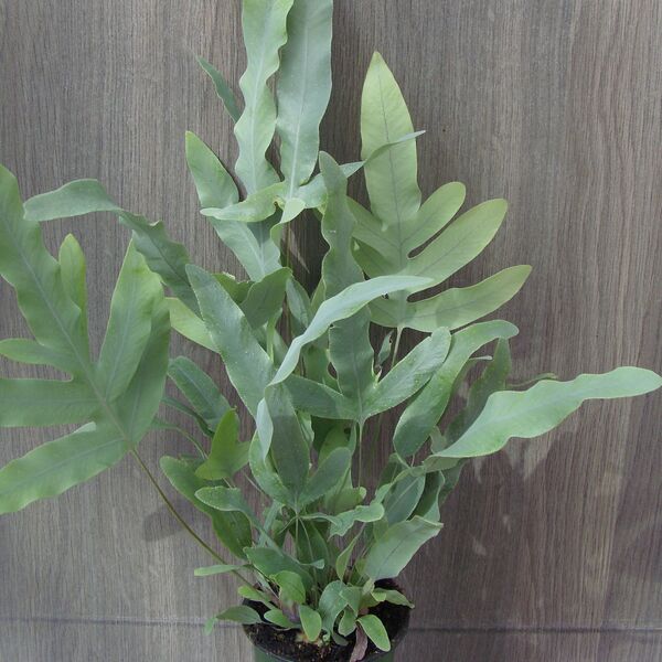Blue Star: 3.5 inch pot