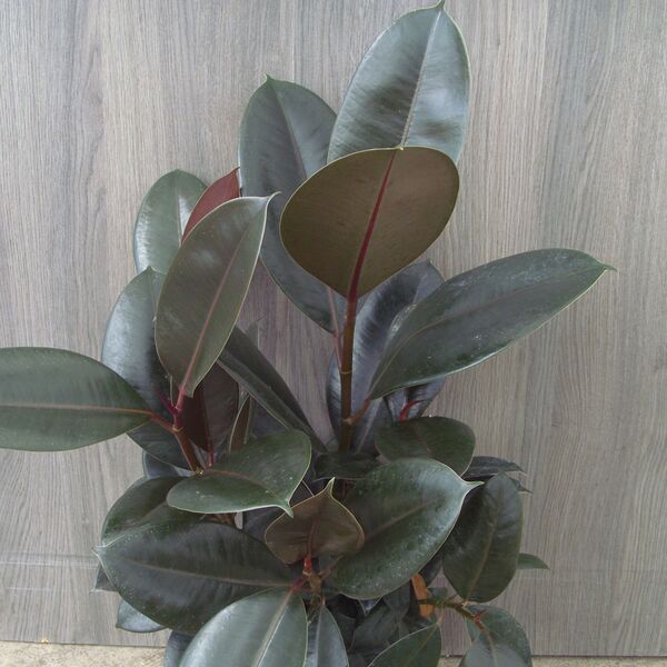 Burgundy: 5 inch Pot Burgundy: 5 inch Pot