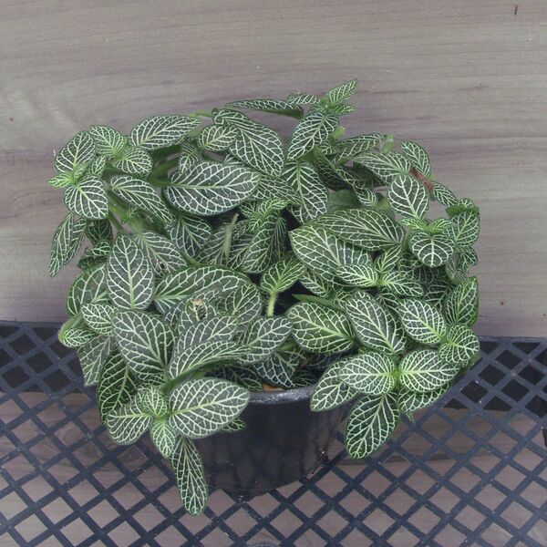 Zebrano: 3.5 inch pot