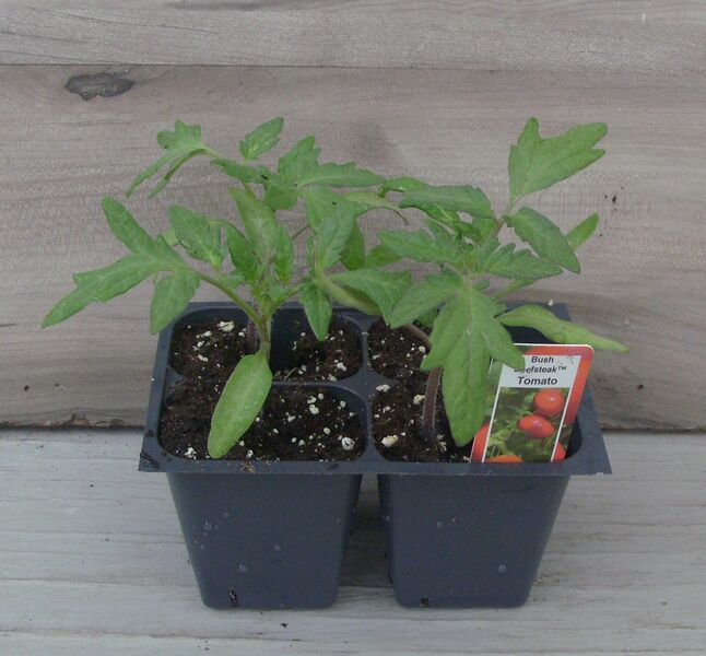Bush Beefsteak: Box (4 plants)