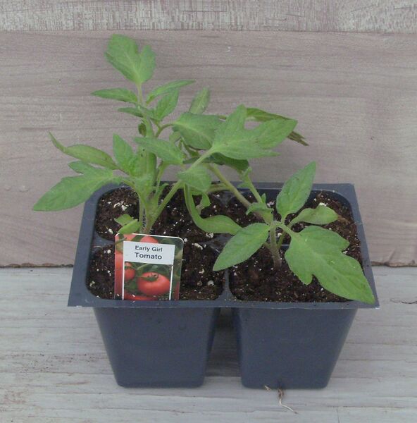 Early Girl: Box (4 plants)