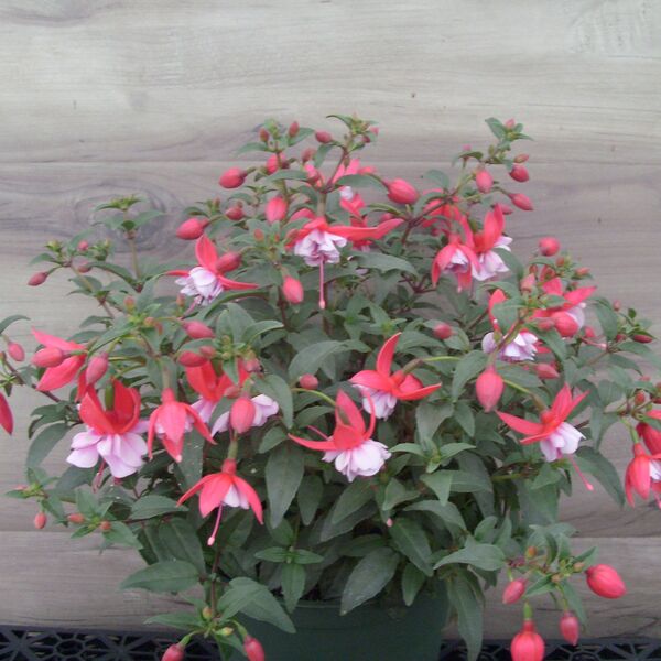 Pink/Lavender: 6.5 inch pot