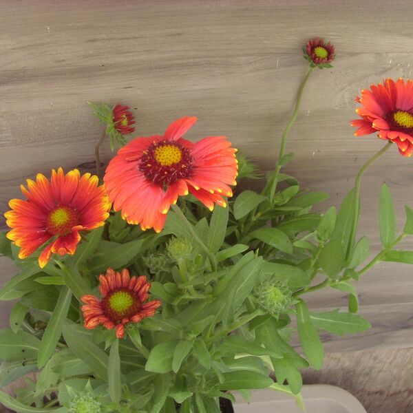 Arizona Red Shades: 5.5 inch pot Arizona Red Shades: 5.5 inch pot
