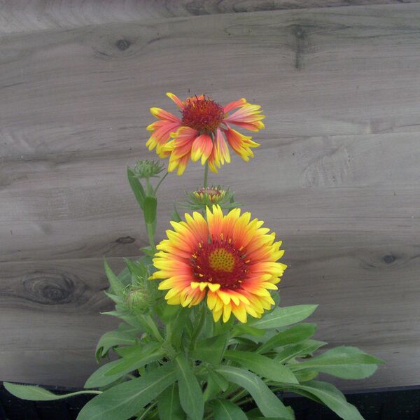 Arizona Sun: 5.5 inch pot
