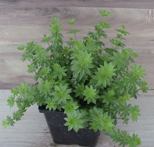 Sweet Woodruff: 5.5 inch pot