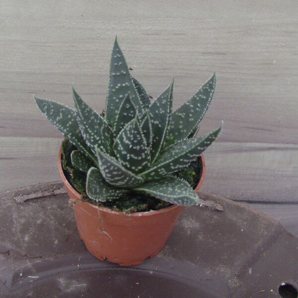 Royal Wolfgang: 2 inch pot