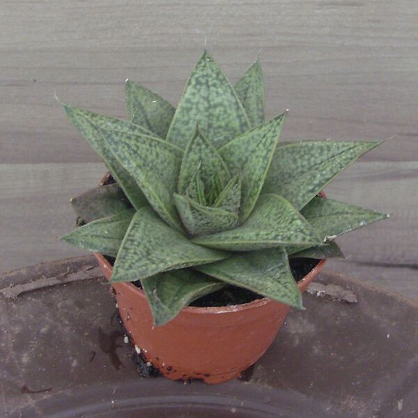 Tiga: 2 inch pot