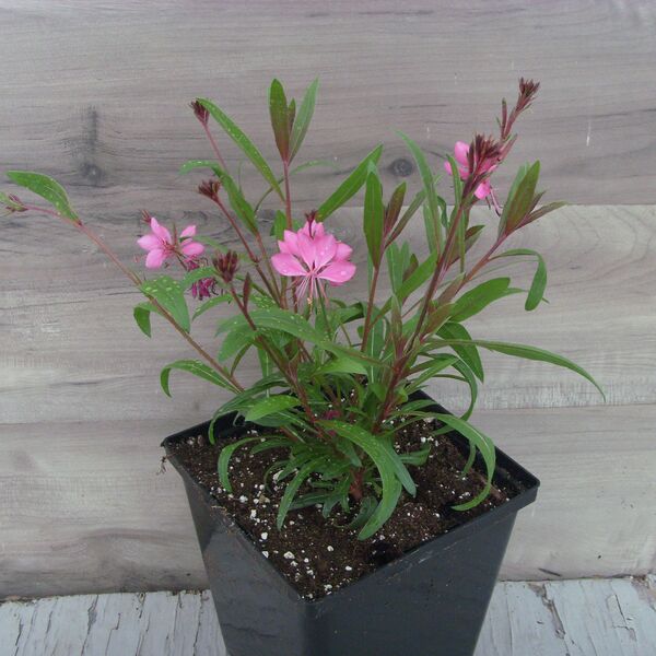Belleza Dark Pink: 5.5 inch pot Belleza Dark Pink: 5.5 inch pot