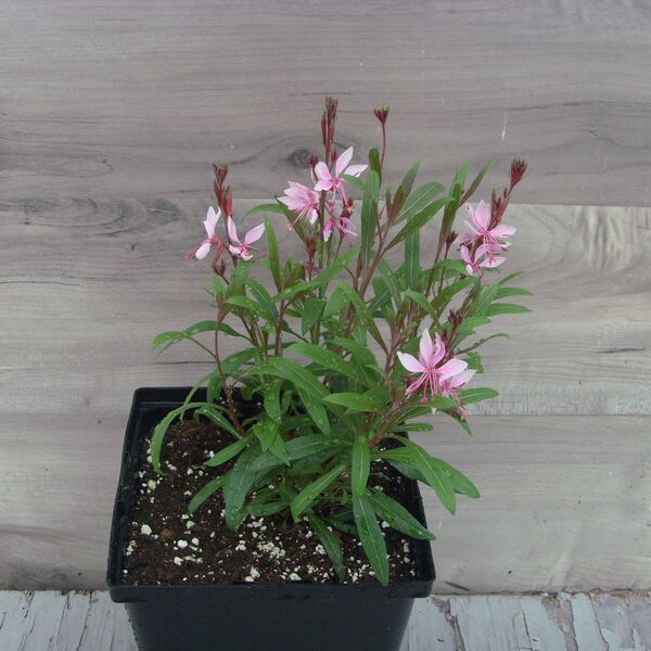 Belleza Light Pink: 5.5 inch pot Belleza Light Pink: 5.5 inch pot