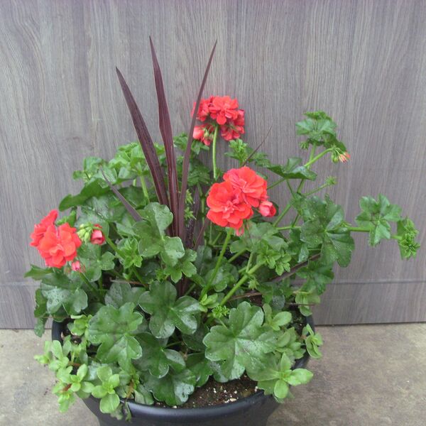 Great Balls of Fire  Dark Red Mix - 12": 12 inch Planter