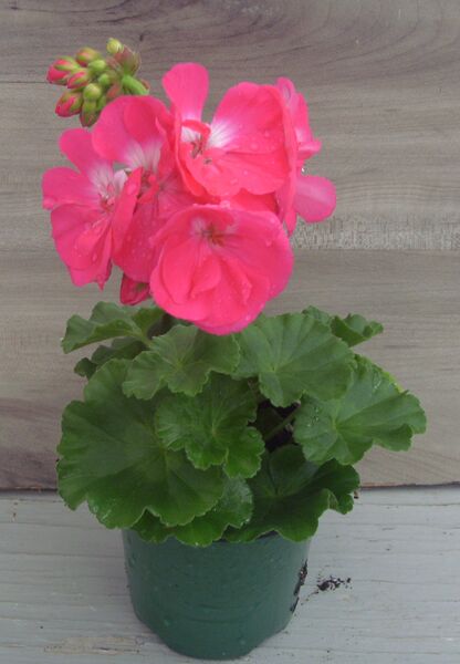 Hot Rose: 4 inch pot