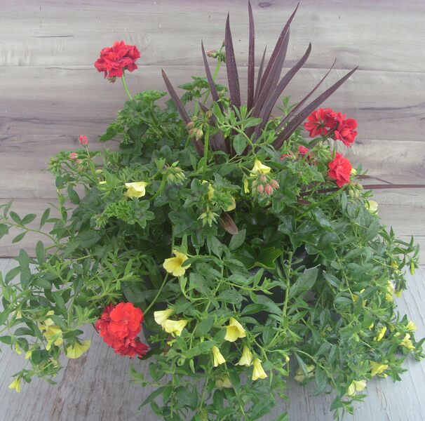 Great Balls of Fire Dark Red Mix - 12": 12 inch Planter Great Balls of Fire Dark Red Mix - 12": 12 inch Planter