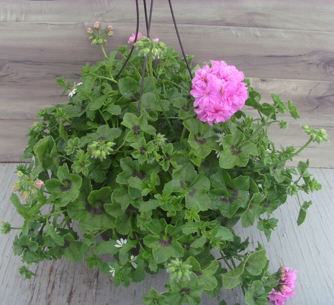 Great Balls of Fire Lilac: 12 inch Hanger Great Balls of Fire Lilac: 12 inch Hanger