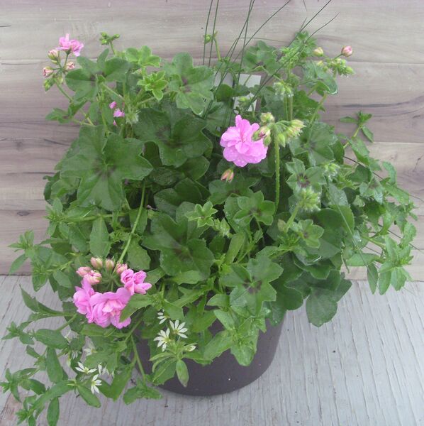 Great Balls of Fire Lilac - 12": 12 inch Planter Great Balls of Fire Lilac - 12": 12 inch Planter