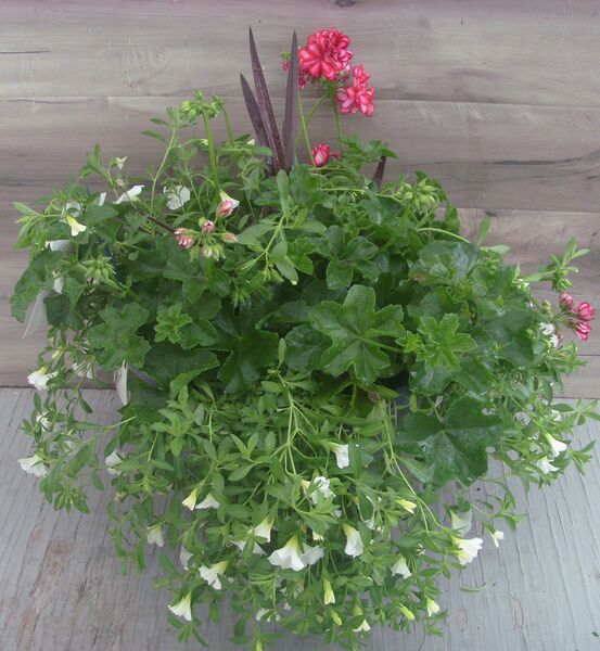 Great Balls of Fire Stars and Stripes - 12": 12 inch Planter