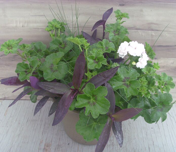 Great Balls of Fire White Mix - 12": 12 inch Planter
