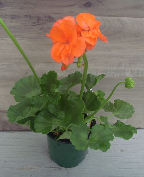 Orange: 4 inch pot