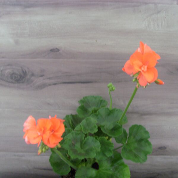 Orange: 4 inch pot