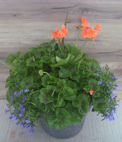 Orange with Lobelia Blue Bay and Spike - 12": 12 inch Planter Orange with Lobelia Blue Bay and Spike - 12": 12 inch Planter