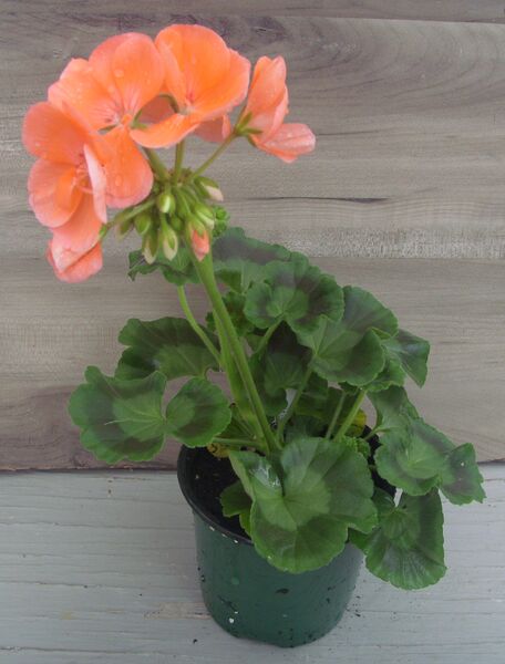 Salmon: 4 inch pot