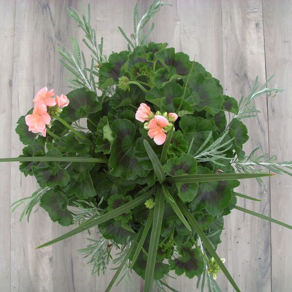 Salmon with Helichrysum and Spike - 12": 12 inch Planter