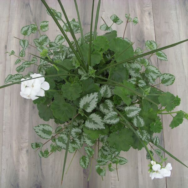 White with Lamiastrium and Spike: 12 inch Planter