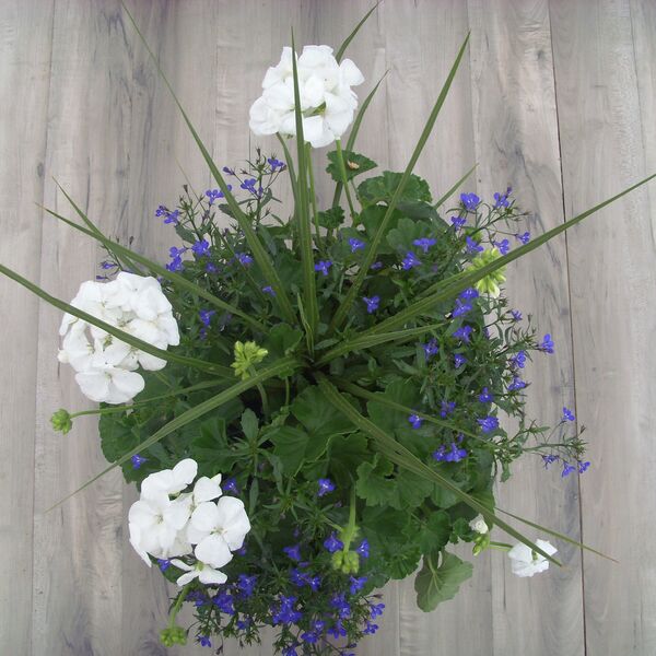 White with Lobelia Dark Blue and Spike: 12 inch Planter