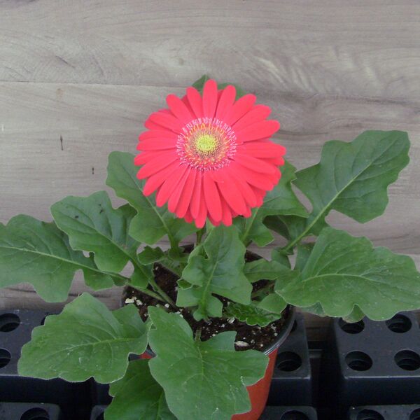 Deep Rose Light Eye: 4 inch (Terra Cotta)