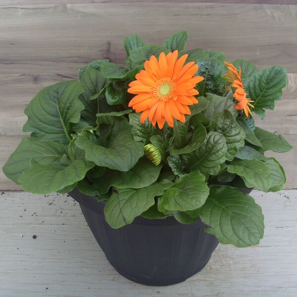 Orange: 13 inch pot