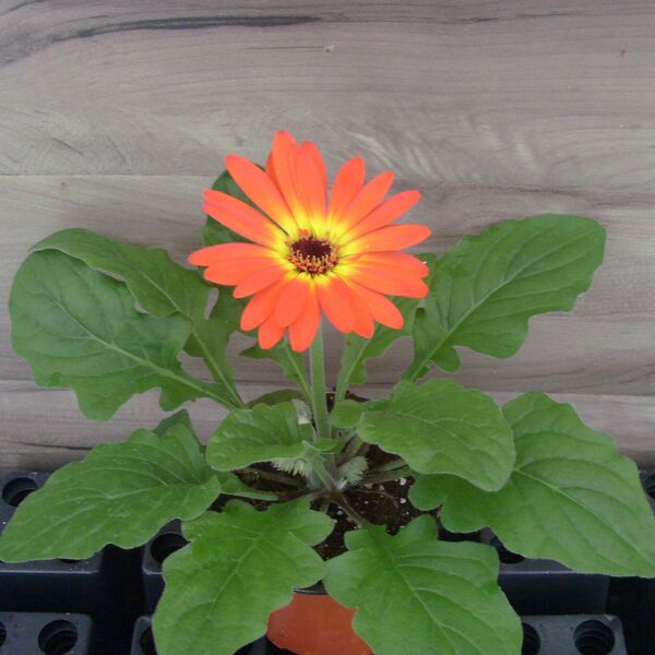 Bicolor Orange Yellow: 4 inch (Terra Cotta)