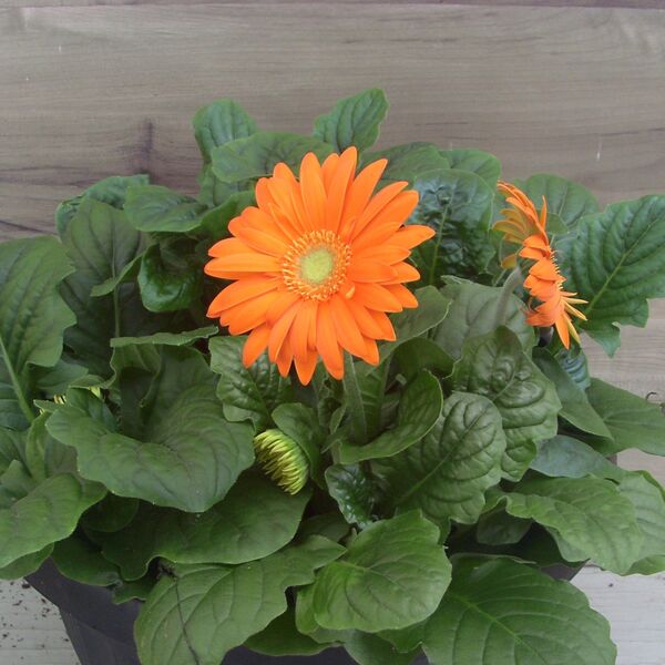 Orange Light Eye: 6.5 inch pot
