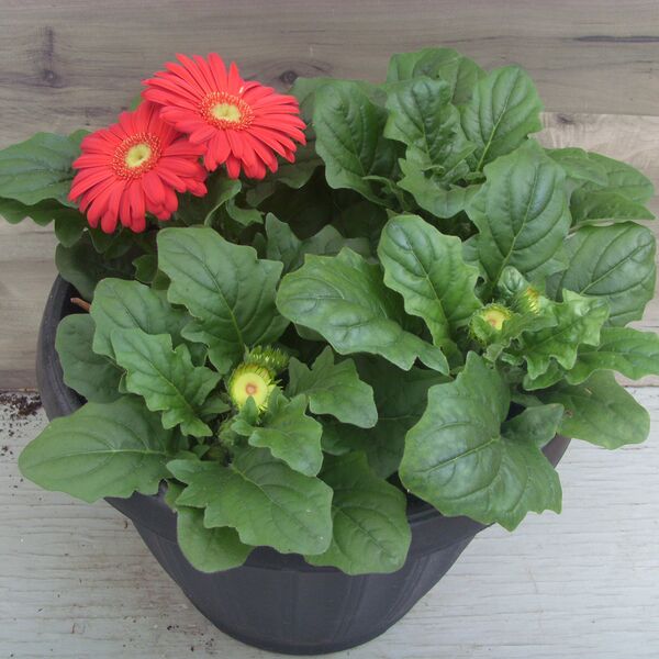 Scarlet: 13 inch pot