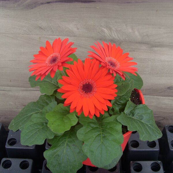 Red/Dark Eye : 6.5 inch pot Red/Dark Eye : 6.5 inch pot
