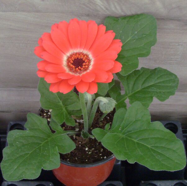 Bicolor Red White: 4 inch (Terra Cotta)