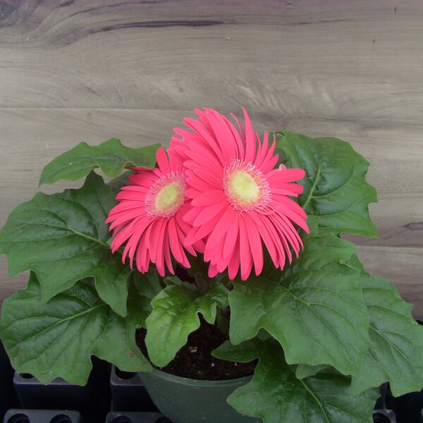 Bright Rose Light Eye: 6.5 inch pot