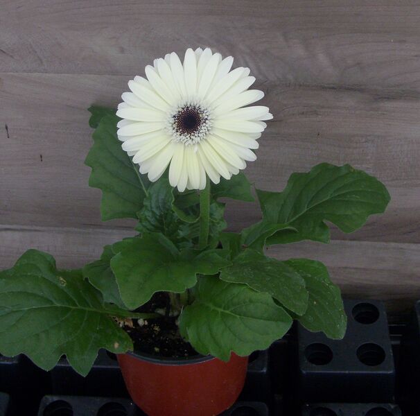 White Dark Eye: 4 inch (Terra Cotta)