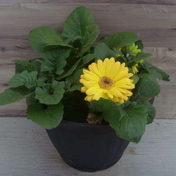 Yellow: 13 inch pot