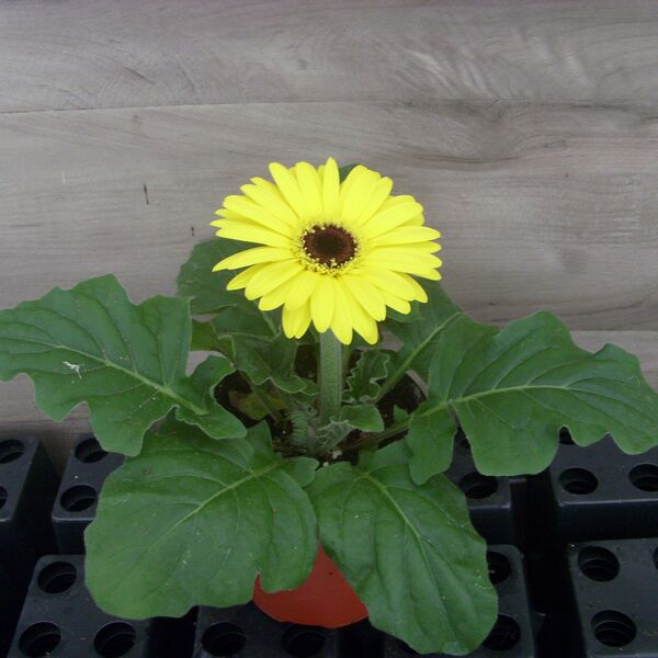 Yellow Dark Eye: 4 inch (Terra Cotta)