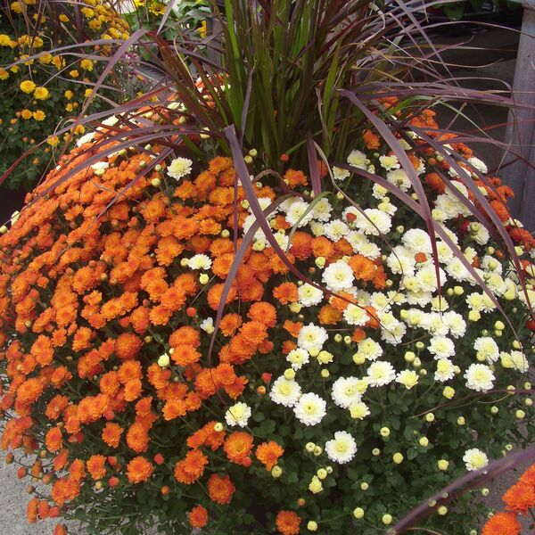 Gigi Mix - Orange / White: 12 inch Planter with Rubrum Gigi Mix - Orange / White: 12 inch Planter with Rubrum