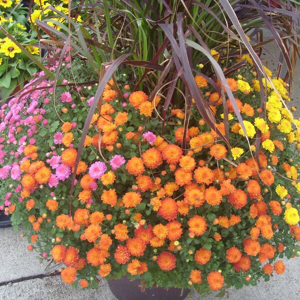 Gigi Mix - Yellow / Orange / Pink: 12 inch Planter with Rubrum Gigi Mix - Yellow / Orange / Pink: 12 inch Planter with Rubrum