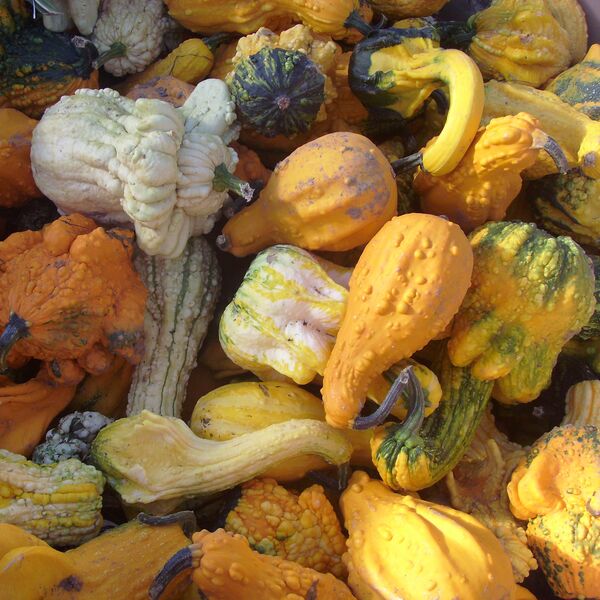 Gourds - Large:  
