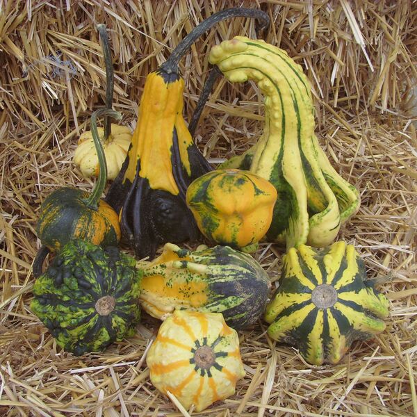 Gourds:  