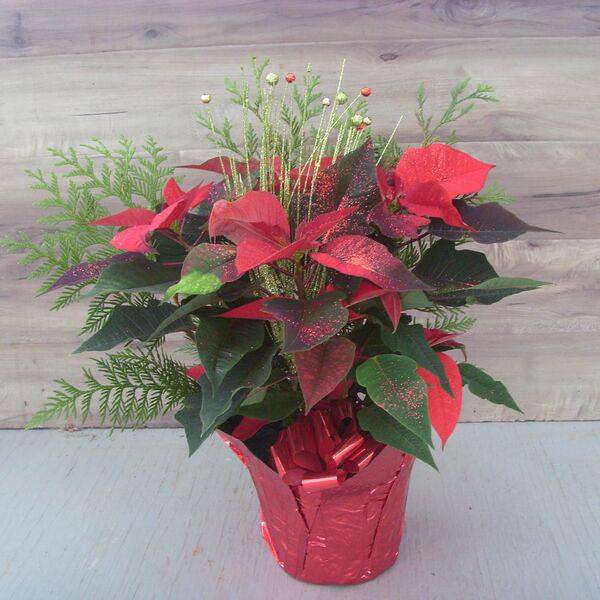 Enhanced 6" Poinsettia red w green glitter spray: 6 inch pot