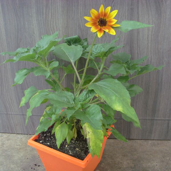 Sol Seeker - Bronze Burst: 7.5 inch Pot Sol Seeker - Bronze Burst: 7.5 inch Pot