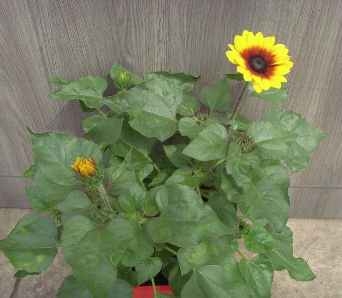 Sol Seeker - Golden Nectar: 7.5 inch Pot Sol Seeker - Golden Nectar: 7.5 inch Pot
