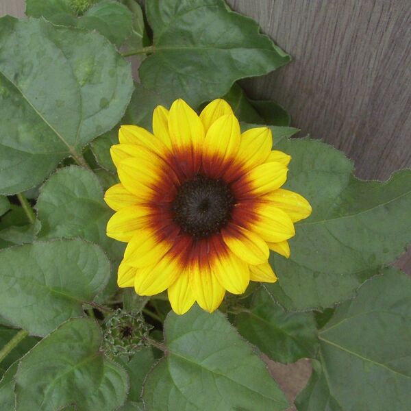 Sol Seeker - Golden Nectar: 7.5 inch Pot Sol Seeker - Golden Nectar: 7.5 inch Pot