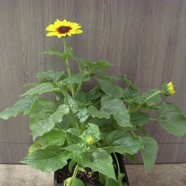 Sol Seeker - Honey: 7.5 inch Pot Sol Seeker - Honey: 7.5 inch Pot